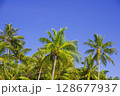 南国のヤシの木と青い空 128677937