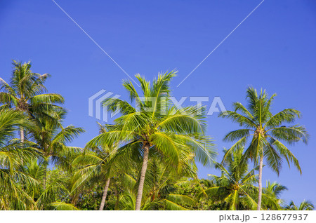 南国のヤシの木と青い空 128677937