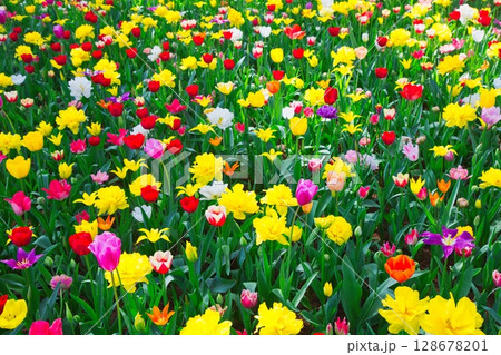 色とりどりのチューリップ畑 128678201