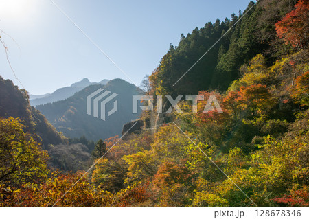 秩父の山と秋空に映える鮮やかな紅葉と彩り豊かな森 128678346