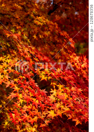 秩父市の鮮やかな紅葉 秋に色づくモミジの葉 日本の秋景色 秩父市の鮮やかな紅葉 秋に色づくモミジの葉 日本の秋景色 128678356