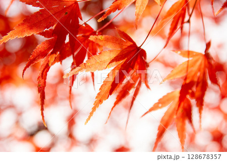 秩父市の紅葉したモミジの葉 秋の鮮やかな赤とオレンジの自然背景 秩父市の紅葉したモミジの葉 秋の鮮やかな赤とオレンジの自然背景 128678357