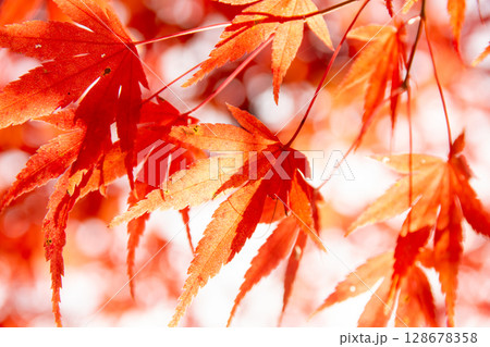 秩父市の紅葉したモミジの葉　秋の鮮やかな赤とオレンジの自然背景 128678358