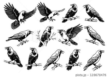Diverse illustrations of crows in various poses, suitable for nature, spooky, or intellectual themes. Birds. Diverse illustrations of crows in various poses, suitable for nature, spooky, or intellectual themes. Birds. 128678476