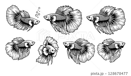 Striking set of fighting fish (Betta fish) in various dynamic poses. Pet. 128678477