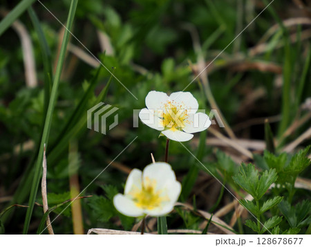 【日本の高山植物】チングルマ(珍車・稚児車) 【日本の高山植物】チングルマ(珍車・稚児車) 128678677