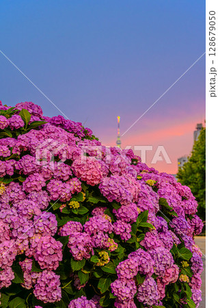 紫陽花(旧中川水辺公園) 紫陽花(旧中川水辺公園) 128679050