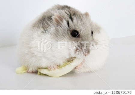 キャベツを食べるハムスター 128679176