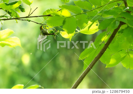 エサを啄むメジロ エサを啄むメジロ 128679450