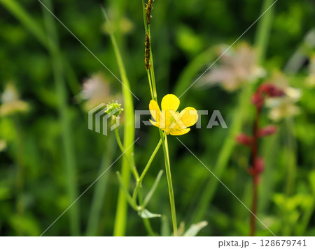 【日本の高山植物】ミヤマキンポウゲ(深山金鳳花) 【日本の高山植物】ミヤマキンポウゲ(深山金鳳花) 128679741