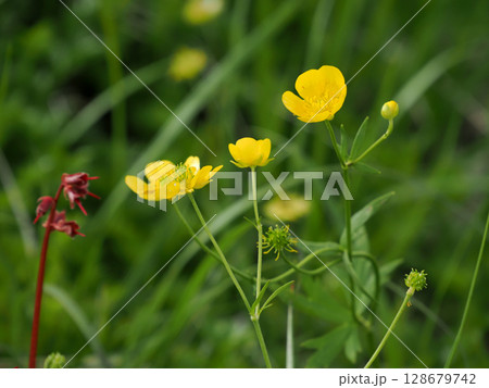 【日本の高山植物】ミヤマキンポウゲ（深山金鳳花） 128679742