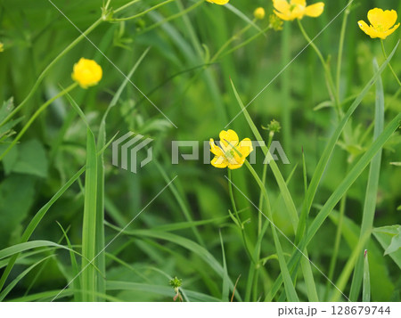 【日本の高山植物】ミヤマキンポウゲ(深山金鳳花) 【日本の高山植物】ミヤマキンポウゲ(深山金鳳花) 128679744