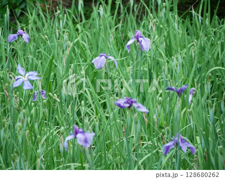 雨に濡れる花菖蒲 128680262