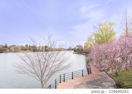 三重県四日市市　春の北勢中央公園　散策に楽しめる桜と池とウッドデッキ 128680263