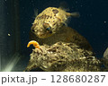 ハリセンボン　フグ オニオコゼ　オコゼ　魚　海水魚　毒魚　虎魚　鬼虎魚 128680287