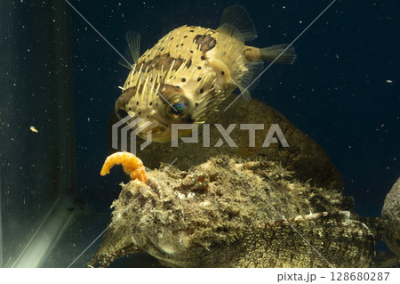 ハリセンボン　フグ オニオコゼ　オコゼ　魚　海水魚　毒魚　虎魚　鬼虎魚 128680287