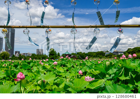 東京都　上野公園　不忍池　蓮の花 128680461