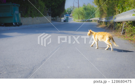 キプロス島で出会った車道を悠々と歩く野良猫の写真 キプロス島で出会った車道を悠々と歩く野良猫の写真 128680475