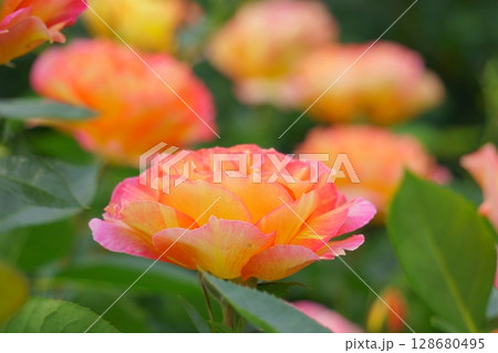 ピンクグラデーションのバラ ラパリジェンヌ ピンクグラデーションのバラ ラパリジェンヌ 128680495