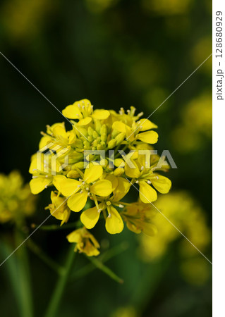 菜の花 128680929