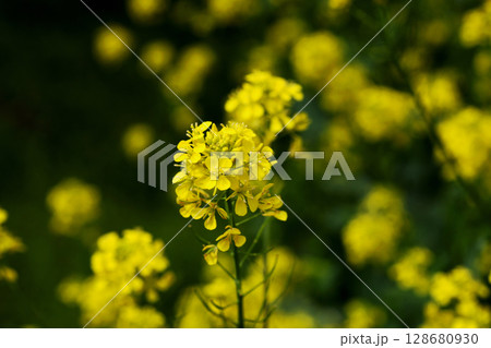 菜の花 菜の花 128680930