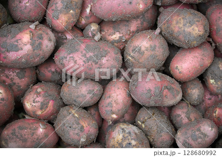 A pile of freshly dug red potatoes, covered in soil, showcasing their natural texture. A pile of freshly dug red potatoes, covered in soil, showcasing their natural texture. 128680992