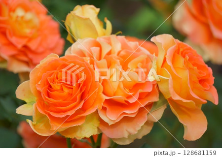 オレンジ色のバラ　ブラスバンド 128681159