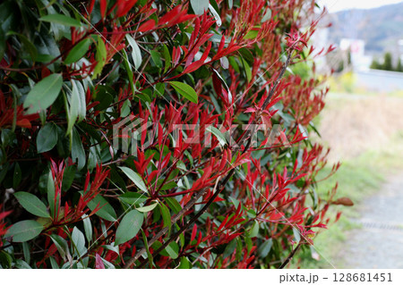 カナメモチ 128681451