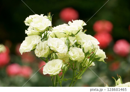 薄緑のバラ　緑光 128681465