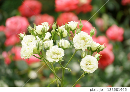 薄緑のバラ 緑光 薄緑のバラ 緑光 128681466