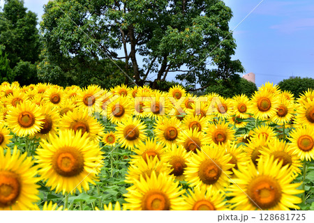 満開のヒマワリ・夏イメージ 128681725