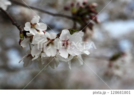 桜の花 桜の花 128681801