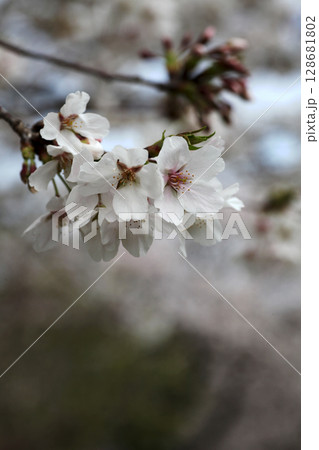 桜の花 桜の花 128681802