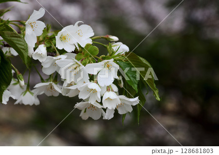桜の花 桜の花 128681803