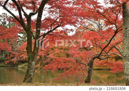 京都仙洞御所　秋季(京都市上京区) 128681806