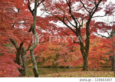 京都仙洞御所 秋季(京都市上京区) 京都仙洞御所 秋季(京都市上京区) 128681807