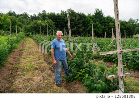 Senior Farmer Carefully Inspecting His Blueberry Farm to Ensure Quality and Progress 128681808