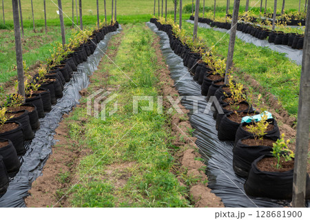 Young Blueberry Seedlings Ready for Future Production of Fresh Juices. Young Blueberry Seedlings Ready for Future Production of Fresh Juices. 128681900