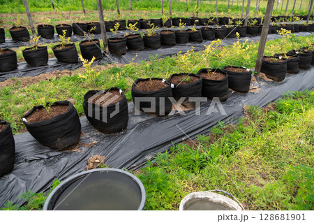 Young Blueberry Seedlings Ready for Future Production of Fresh Juices. 128681901