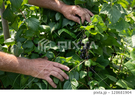 Senior Farmer Carefully Inspecting His Blueberry Farm to Ensure Quality and Progress 128681904