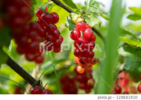 Freshly Picked Blueberries Ready for Harvest: Natures Sweet Delight. 128681910