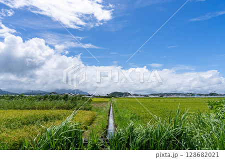 夏空と稲穂の道 128682021