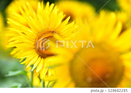 満開のヒマワリ・夏イメージ 満開のヒマワリ・夏イメージ 128682285