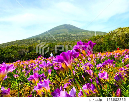 八丈島の八丈富士と裾野に広がるフリージア畑 128682286