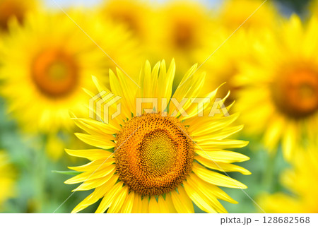 満開のヒマワリ・夏イメージ 128682568