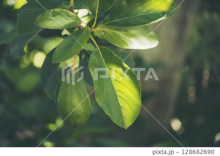 Avocado tree green plant healthy fruit farm. Smart farmer growing plant in eco green farm sustainable quality control. Avocado fruit Farm planting in eco Farmland biotechnology. Fruit organic farm 128682690