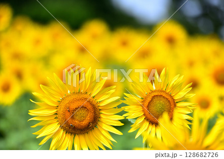満開のヒマワリ・夏イメージ 満開のヒマワリ・夏イメージ 128682726