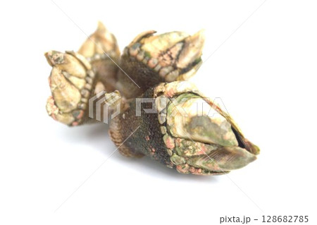 カメノテ 128682785