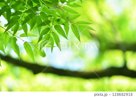 清々しさが漂う新緑の季節 128682918