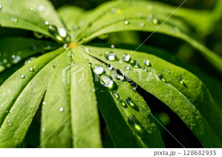 雨上がりのルピナスの葉~超撥水~ 雨上がりのルピナスの葉~超撥水~ 128682935